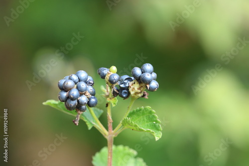 berries of Lantana camara (common lantana)  photo