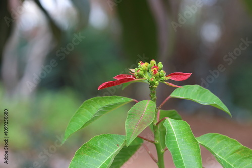 Euphorbia pulcherrima, or noche buena, is a species of flower indigenous to Mexico and Central America photo