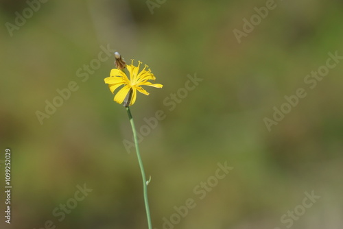 close up of Chondrilla juncea flower photo