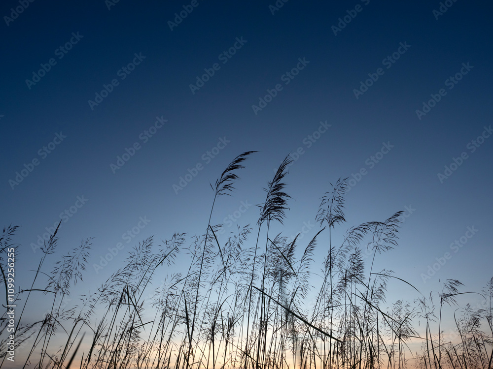 The silhouette of the grass flowers with the beautiful evening sky.