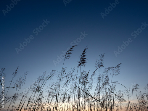 Obraz na płótnie The silhouette of the grass flowers with the beautiful evening sky. w salonie