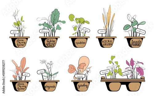 Fresh Microgreen set. Different hand drawn sprouted grains and young leaves. Collection of edible plants for healthy nutrition. Growing superfood at home.