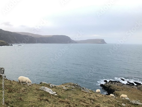 view from the sea with sheep