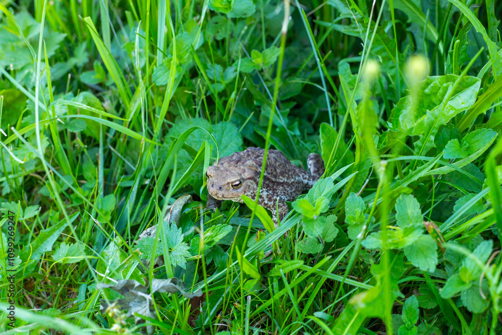 Obraz premium A close-up of Cane Toad at Hideaway Resort Fiji at night on leafs