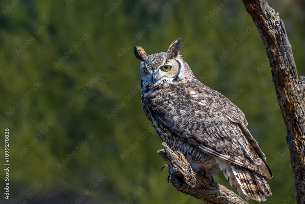 Fototapeta premium A Great Horned Owl in Tucson, Arizona