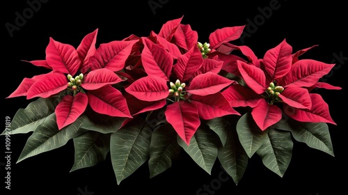 Closeup of red Christmas poinsettia flowers, on black background photo