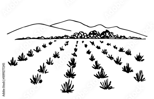 Hand drawn simple vector illustration with black outline. Farm fields, agave bushes, mountains, growing plants. Production of tequila, mezcal. Alcoholic drinks. Sketch in ink.
