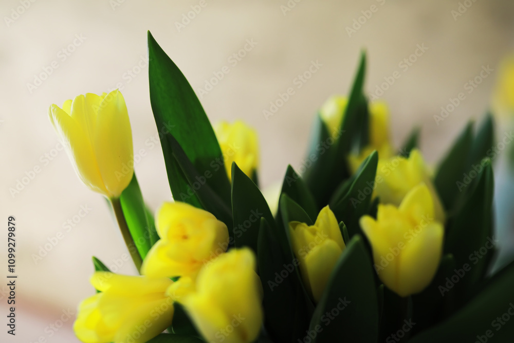 Naklejka premium Fresh Yellow Tulips with Green Leaves in Soft Focus for Bright Spring Decorations