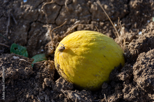 Canary melon on the ground on the farm.