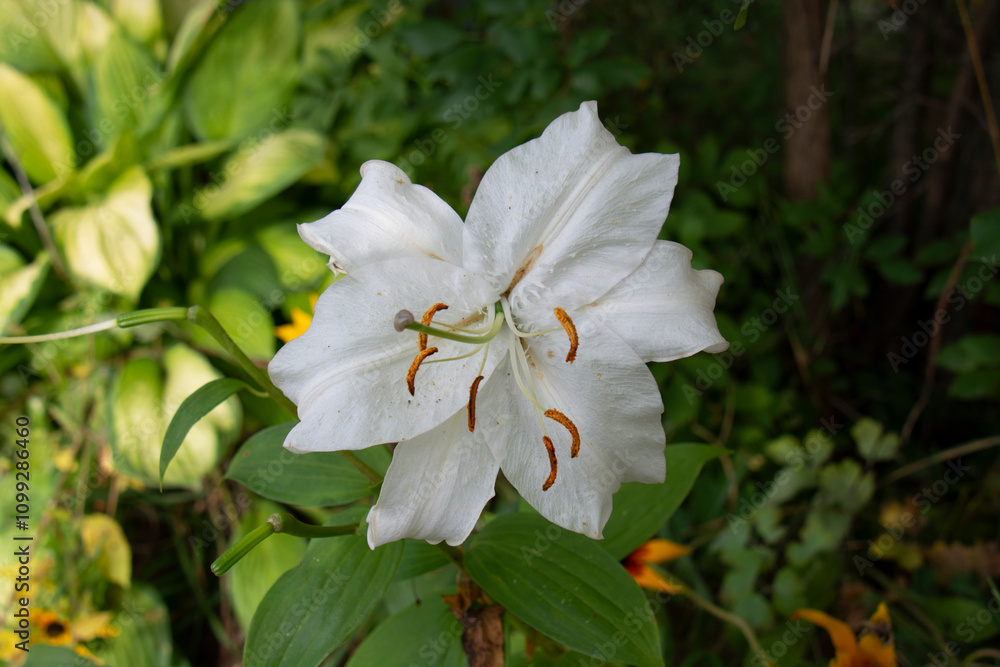 Obraz premium Beautiful white lily against a background of green leaves close-up