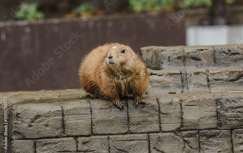 Wallpaper Mural A slightly wet black-tailed prairie dog sitting on a stone on a rainy day Torontodigital.ca