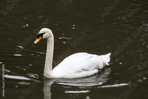 Wallpaper Mural White Swan swimming on a lake on a rainy day Torontodigital.ca
