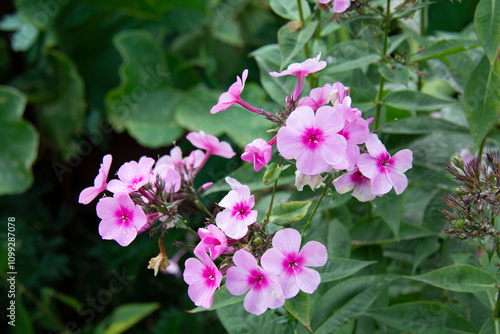 Wallpaper Mural Pink phlox against a background of green leaves in the garden in summerleaves Torontodigital.ca