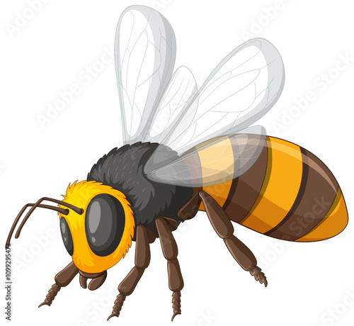 Honey Bee Vector Illustration