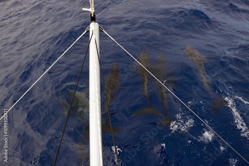 A pod of dolphins glide alongside the bow, guiding the sailboat through the waves. A beautiful encounter with these intelligent navigators of the sea.