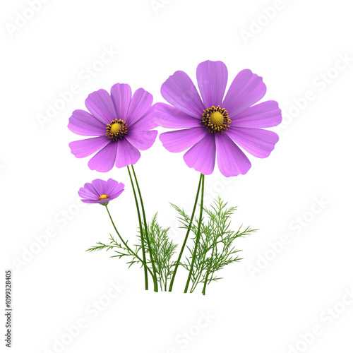 Vibrant Purple Cosmos Flowers Isolated on White Background