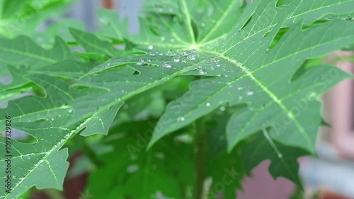 raindrops on leaves