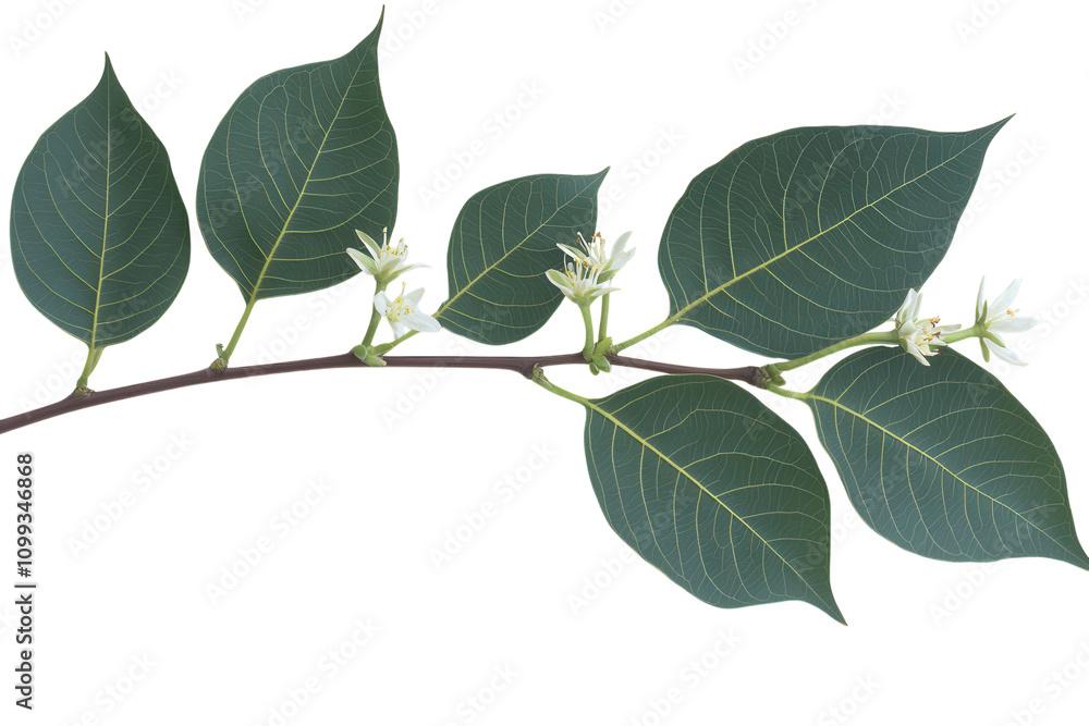Naklejka premium Branch with white blossoms and green leaves isolated. PNG transparent.