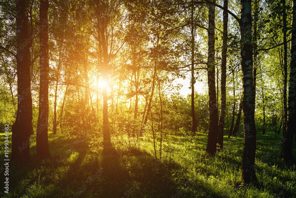 Obraz premium Grove of birches with young green leaves at sunset or sunrise in spring or summer. Vintage film aesthetic.