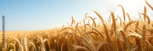 Golden wheat field stretching for miles under a clear blue sky on a sunny day, wheat field, sunny day photo