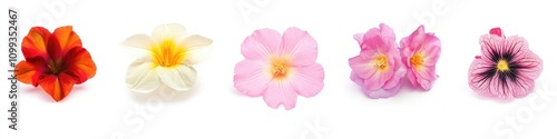 Stunning Floral Collage. Diverse Blooms for Anniversary Celebration on a White Canvas