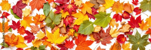 Vibrant collection of assorted fall and autumn leaves isolated on white background, white background, fall