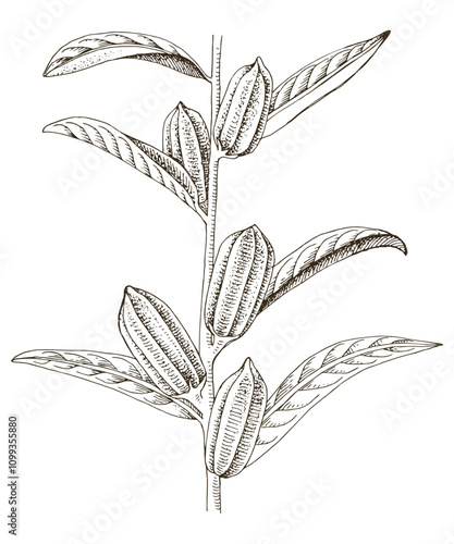 Sesame plant hand drawn vector illustration