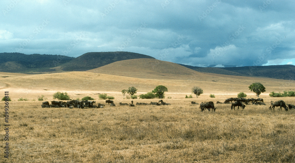 Fototapeta premium Gnou à queue noire, Connochaetes taurinus, Parc national du N.Gorongoro Crater, Tanzanie
