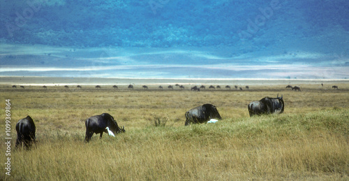 Gnou à queue noire, Connochaetes taurinus, Parc national du N.Gorongoro Crater, Tanzanie photo