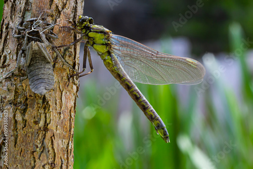 Larval dragonfly grey shell. Nymphal exuvia of Gomphus vulgatissimus. White filaments hanging out of exuvia are linings of tracheae. Exuviae, dried outer casing on blade of grass