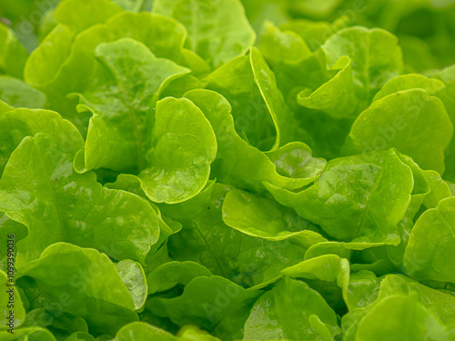 Fresh organic green lettuce thrives in the vegetable bed, its crisp, vibrant leaves forming lush, round heads. Grown in nutrient-rich soil, it reflects sustainable farming and promises garden-fresh fl