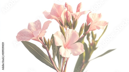 Nerium oleander or rosebay with pink bud flowers is

 photo