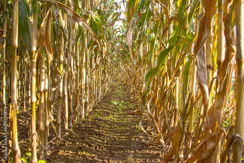 A golden cornfield in Brittany, ready for harvest, stretches under a clear blue sky. The tall stalks sway gently in the breeze, reflecting the region's agricultural richness and natural beauty