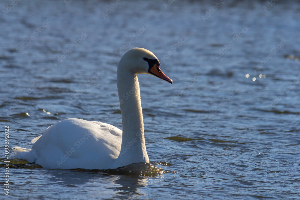 Fototapeta premium A white mute swan swims on a calm body of water. The water is blue. The swan has slightly raised its wings