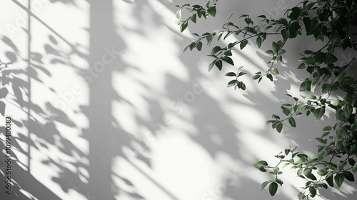 Abstract leaf shadow and light blurred background. Natural leaves tree branch shadows and sunlight dappled on white concrete wall texture for background wallpaper and design, shadow overlay effect