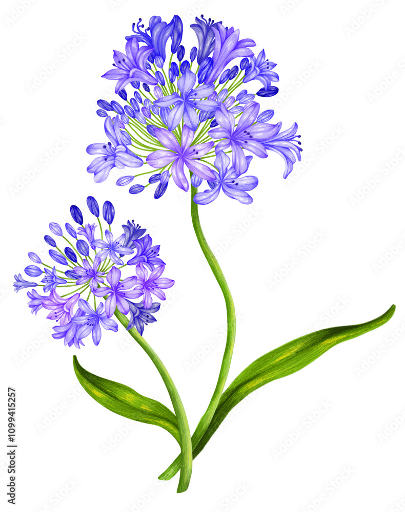 Obraz premium Agaphantus Flower