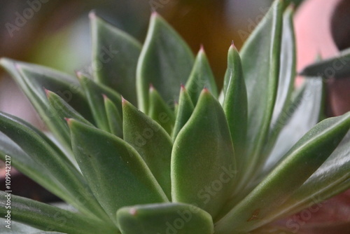 aloe vera plant in garden