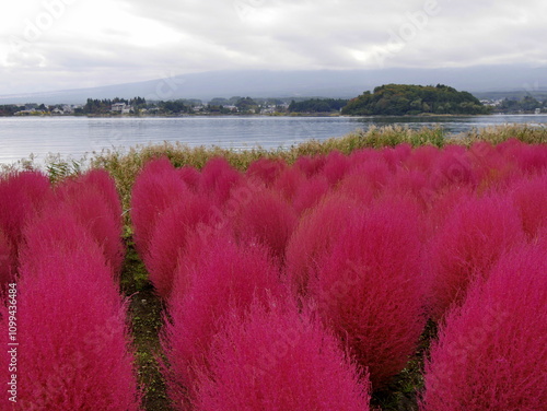 Bright pink colored red kochia shrub in front of kawaguchiko lake with clouds covering the sky in japan in autumn season. Bassia scoparia in Oishi park photo