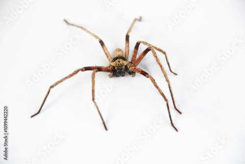 close up spider at corner of white concrete wall photo