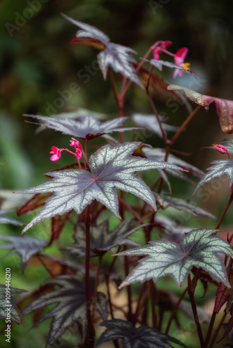 Begonia 'Little Brother Montgomery'