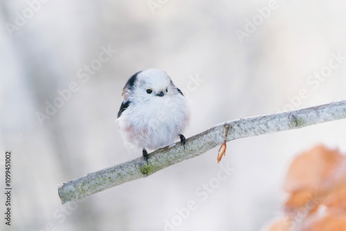 A cute long tailed tit sits on a snowy branch.  A white titmouse with long tail in the nature habitat. Aegithalos caudatus photo