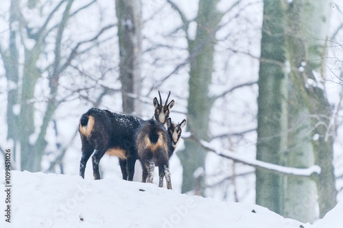 Two chamois stand on the hill in a snowy beech forest. Rupicapra rupicapra
 photo