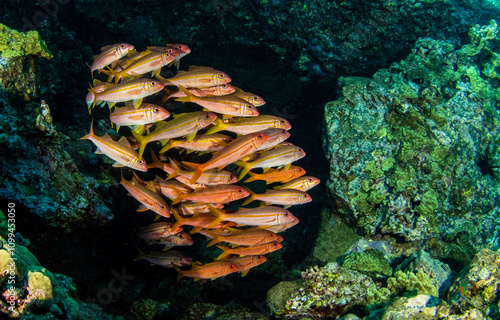 Underwater fish shoal. Fish shoal undersea photo