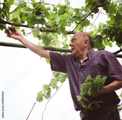 An elderly man carefully picks ripe grapes from a vine while standing under lush green leaves. He holds a handful of fresh leaves and smiles as he enjoys the harvest.