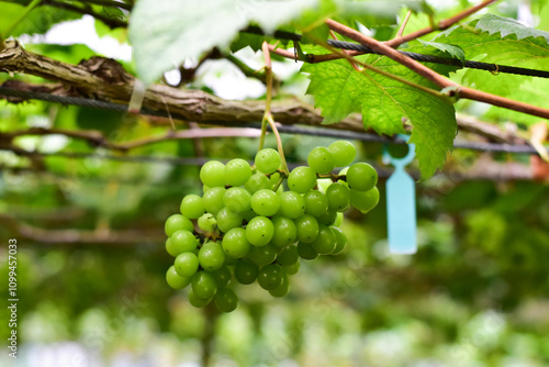 Vineyard and cafe, vineyard, Bouquet of green and red grapes, Shine muscat  photo