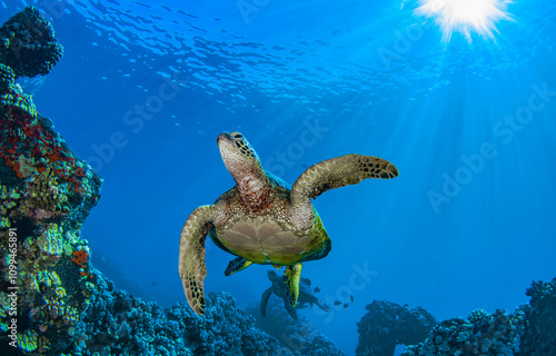 Sea turtle underwater photo