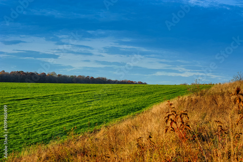green sprouts of winter wheat, frost-resistant winter wheat on a flat field i...