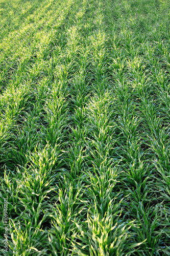 field of young wheat sprouts, close up shot of winter wheat. a field with gre...