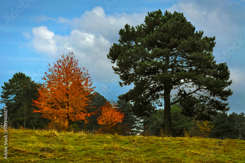 Panoramic view of pine and trees on the hill on autumn day. A picturesque ima...