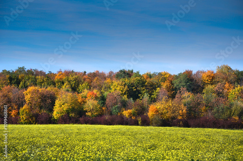colorful forest strip in autumn, green field of winter wheat and blue sky